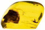Polished Chiapas Amber With Insect Inclusion ( g) - Mexico #104288-1